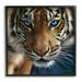 Stupell Industries Blue Eyed Beautiful Fierce Tiger Close Up Detailed Portrait 12 x 12 Design by Collin Bogle