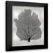 Miller Melonie 15x18 Black Modern Framed Museum Art Print Titled - Sea Fan Black on Silver I