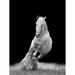 Artful Printers Horse Trot - Unframed Photograph Metal in Black/Gray/White | 60 H x 40 W x 1 D in | Wayfair AC-40603257