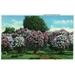 Rochester New York Highland Park Lilacs in Bloom (16x24 Giclee Gallery Art Print Vivid Textured Wall Decor)