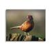 Stupell Industries Illuminated Pheasant Bird Standing Woodland Nature Scenery Photograph Gallery Wrapped Canvas Print Wall Art Design by James Dobson