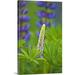 Great BIG Canvas | Maine Acadia National Park. Close-up of lupine flower bud starting to bloom Canvas Wall Art - 24x36