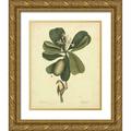 Catesby Mark 12x14 Gold Ornate Wood Framed with Double Matting Museum Art Print Titled - Catesby Bird and Botanical III