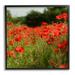 Stupell Industries Brilliant Red Poppy Meadow Scenic Flower Blooms Photograph Black Framed Art Print Wall Art Design by Dan Meneely