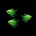 GloFishÂ® Long-Fin White Skirt Tetra Add-On 3ct Live Fish Assortments