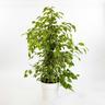 Le Georgiche - Ficus benjamina &8220Golden King&8221 - ø 21 cm