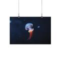 Little Jellyfish In Neon Light Poster - Image by Shutterstock