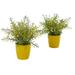 Nearly Natural 12in. Rosemary Artificial Plant in Yellow Planter (Set of 2)
