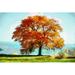 Winston Porter Orange Tree in Field - Wrapped Canvas Painting Canvas | 20 H x 30 W x 1.25 D in | Wayfair 053BC734AF604239AB340C0EB9795C5A