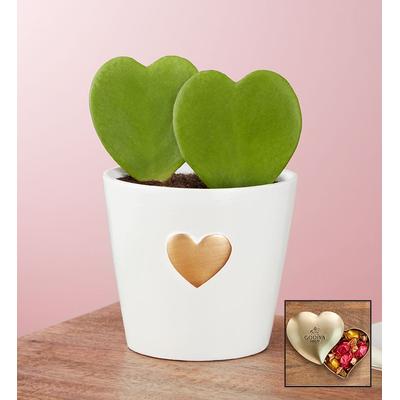 1-800-Flowers Seasonal Gift Delivery Hoya Hearts Succulent Double W/ Chocolate