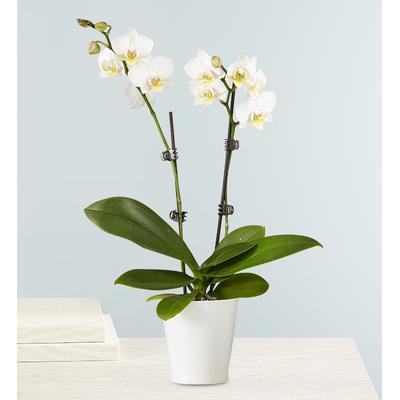 1-800-Flowers Plant Delivery Double White Orchid Plant