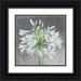 Purinton Julia 15x15 Black Ornate Wood Framed with Double Matting Museum Art Print Titled - Cleome Splash I