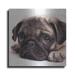 Luxe Metal Art Sad Sack Pug by Edward M. Fielding Metal Wall Art 24 x24