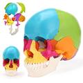 UIGJIOG Life-Size Human Skull Model 22 Multi-Colored Pieces Exploded Anatomical Skull Model for Medical Student Human Anatomy Teaching And Studying 1:1 Human Skull Replica