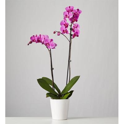 1-800-Flowers Plant Delivery Large Phalaenopsis Orchid Purple Orchid