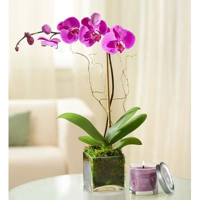 1-800-Flowers Flower Delivery Elegant Orchid Purple W/ Candle