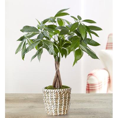 1-800-Flowers Plant Delivery Money Tree Small Plant