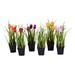 Vickerman Everyday 10 Indoor Artificial Assorted Tulips Set - Black Plastic Pots - Premade Durable Plastice Arrangement - Maintenance Free - 6 per Set