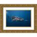 Gabriel Barathieu 18x13 Gold Ornate Wood Framed with Double Matting Museum Art Print Titled - Whale Shark