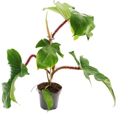 Philodendron squamiferum - der wilde rotstielige Baumfreund - 12cm Topf