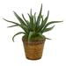 Nearly Natural 16 in. Aloe Artificial Plant in Basket