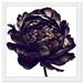 Oliver Gal Black Peony - Picture Frame Graphic Art Paper in Black/Gray/White | 22 H x 22 W x 0.8 D in | Wayfair 47118_20x20_PAPER_WHITE