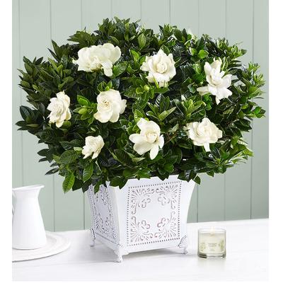 1-800-Flowers Plant Delivery Grand Gardenia Large ...