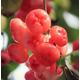 Rose Water Apple Live Sapling | Champa Fruit | Jambakka fruit | Jamba Fruit Tree | Wax Apple | Java rose apple | Jamrul Fruit Live Plant