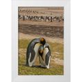 Illg Cathy and Gordon 17x24 White Modern Wood Framed Museum Art Print Titled - Saunders Isl Gentoo penguins and king penguins