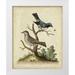 Edwards George 12x14 White Modern Wood Framed Museum Art Print Titled - Edwards Bird Pairs V