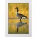 Morris Arthur 11x14 White Modern Wood Framed Museum Art Print Titled - NY New York City Queens Canada goose in water