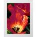 Peck Gail 25x32 White Modern Wood Framed Museum Art Print Titled - Romantic Tulips I