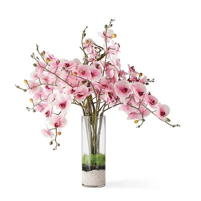 Pink Phalaenopsis Orchids - Frontgate