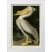 Audubon John James 23x32 White Modern Wood Framed Museum Art Print Titled - American White Pelican