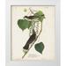 Audubon John James 26x32 White Modern Wood Framed Museum Art Print Titled - Pl 79 Tyrant Flycatcher