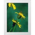 Fitzharris Tim 19x24 White Modern Wood Framed Museum Art Print Titled - Bee on Golden Eyes Bloom