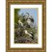 Illg Cathy and Gordon 17x24 Gold Ornate Wood Framed with Double Matting Museum Art Print Titled - FL Green Cay Three anhinga chicks at nest