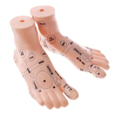 Modèle d'acupuncture humaine pour la rérolologie des pieds point d'acupuncture fournitures de