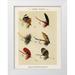Marbury Mary Orvis 12x14 White Modern Wood Framed Museum Art Print Titled - Lake Fishing Flies VIII from Favorite Flies and Their Histories