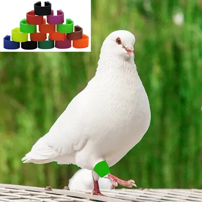 Anneau d'identification de pigeons à baïonnette anneau d'ouverture de pigeon anneau de pied de