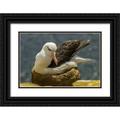 Illg Cathy and Gordon 18x13 Black Ornate Wood Framed with Double Matting Museum Art Print Titled - Saunders Island Black-browed albatross on nest