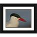 Morris Arthur 32x24 Black Ornate Wood Framed with Double Matting Museum Art Print Titled - FL St Petersburg Caspian terns head