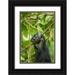 Souders Paul 13x18 Black Ornate Wood Framed with Double Matting Museum Art Print Titled - Africa-Rwanda-Volcanoes National Park-Close-up of Mountain Gorillas hand gripping vines