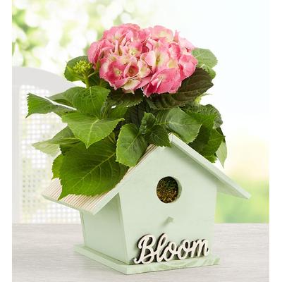 1-800-Flowers Plant Delivery Blooming Birdhouse Hydrangea