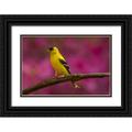 Illg Cathy and Gordon 18x13 Black Ornate Wood Framed with Double Matting Museum Art Print Titled - North Carolina Guilford Co American goldfinch