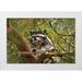 Terrill Steve 32x23 White Modern Wood Framed Museum Art Print Titled - OR Portland Raccoon yawns in a tree limb