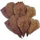 Naturel politiquement alia CatNordz Foetida feuilles île amande cuir chevelu poisson traitements