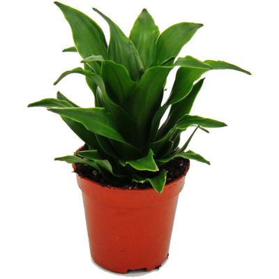 Mini-Pflanze - Dracaena compacta - Drachenbaum - Ideal für kleine Schalen und Gläser - Baby-Plant