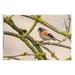 Stupell Industries Orange Bird Mossy Tree Branch Wall Plaque Art By Lil' Rue in Brown | 13 H x 19 W x 0.5 D in | Wayfair ar-164_wd_13x19