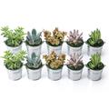 Iron Bucket with Succulents 10 Mini Iron Buckets 10 Packs potted Succulent Plants for Party Decor Baby Shower Wedding Favors Bridal Shower Plant Gifts